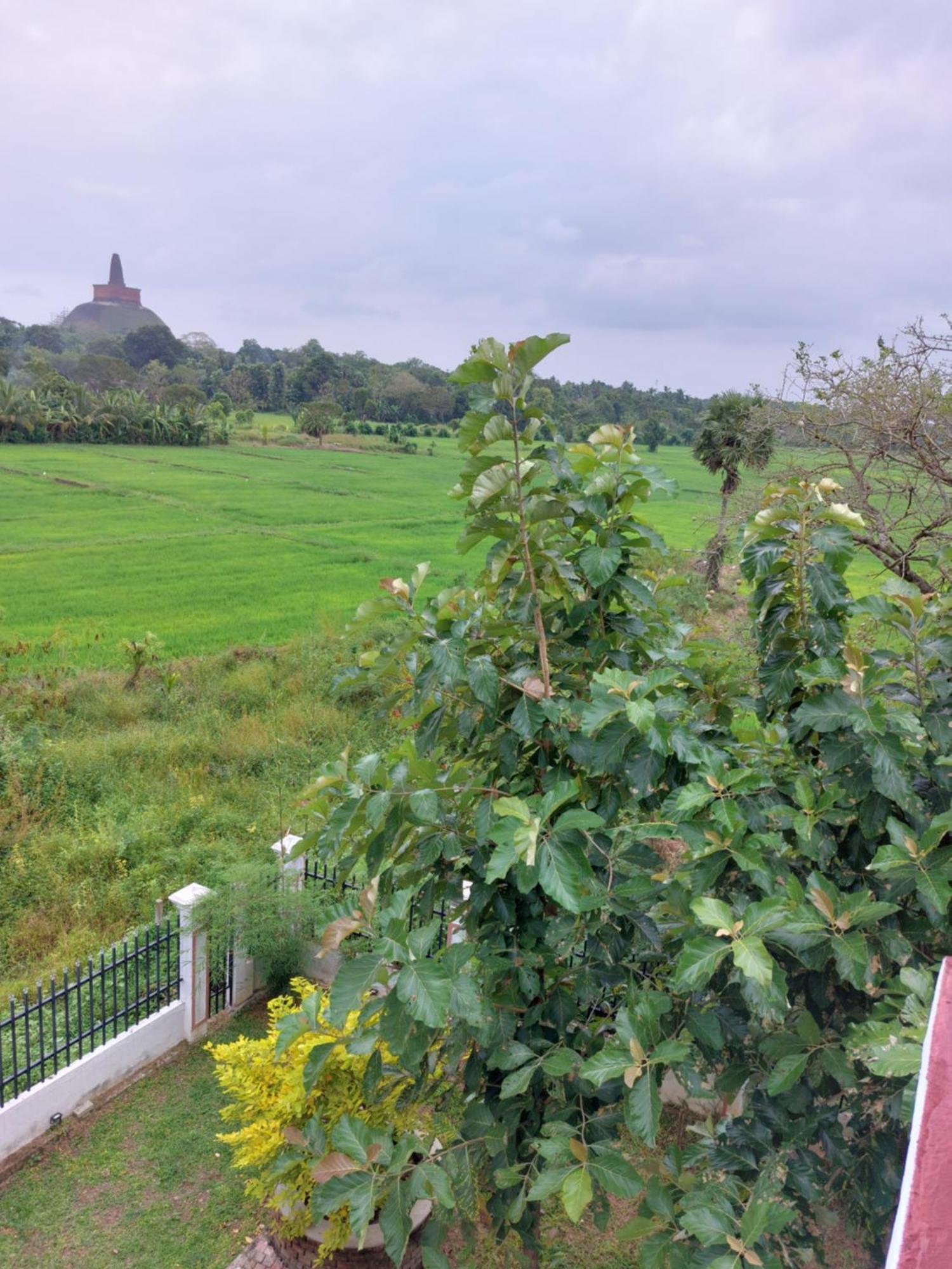 Green Shield Resort Anuradhapura Esterno foto